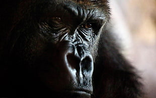 black and brown gorilla, animals, gorillas, closeup, face HD wallpaper