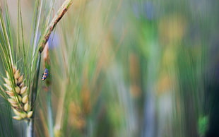 green wheat, Rye, insect, macro, plants