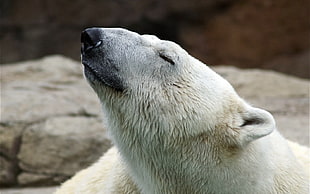 photography of white bear