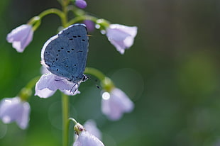 silvery blue butterfly perched on purple flowers selective focus photo