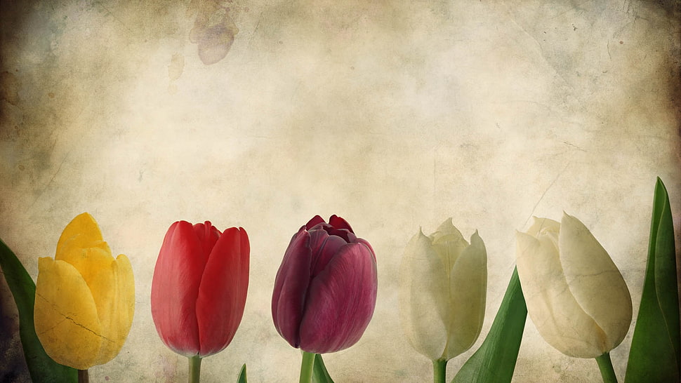 tulips photo HD wallpaper