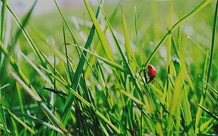 selective focus photography of red ladybug on green grass