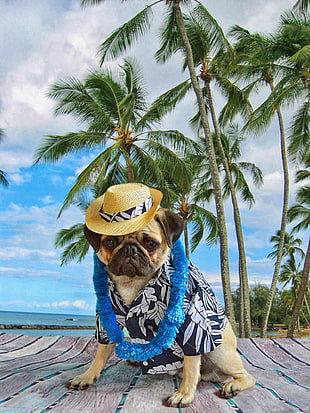 fawn pug wearing beige straw hat near palm trees during daytime