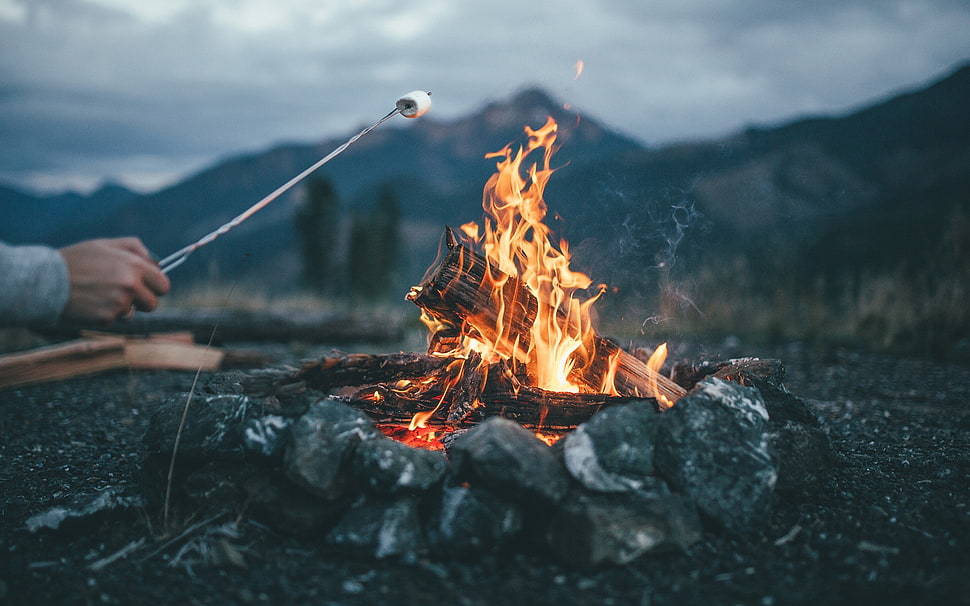 orange flame in shallow focus photography HD wallpaper