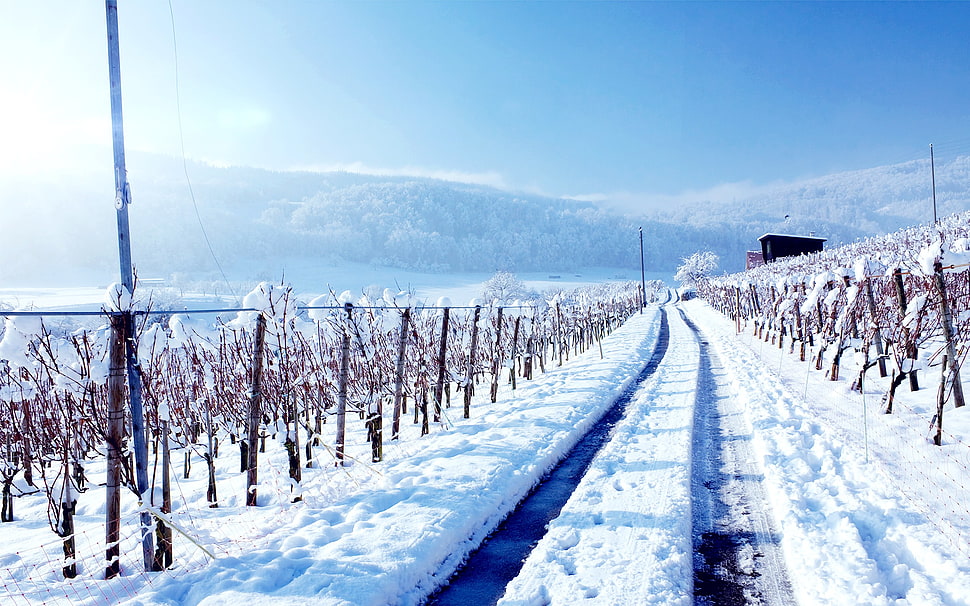 white snow, winter HD wallpaper
