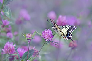 depth of field photography of yellow eastern tiger swallowtail butterfly on pink petaled flower HD wallpaper