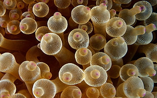 mushroom lot, nature, animals, sea anemones, macro