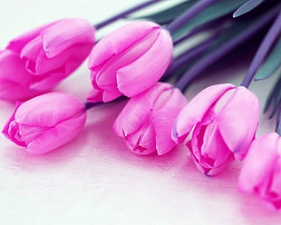 pink Tulip flowers HD wallpaper