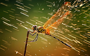 brown and black dragonfly in time lapse photography