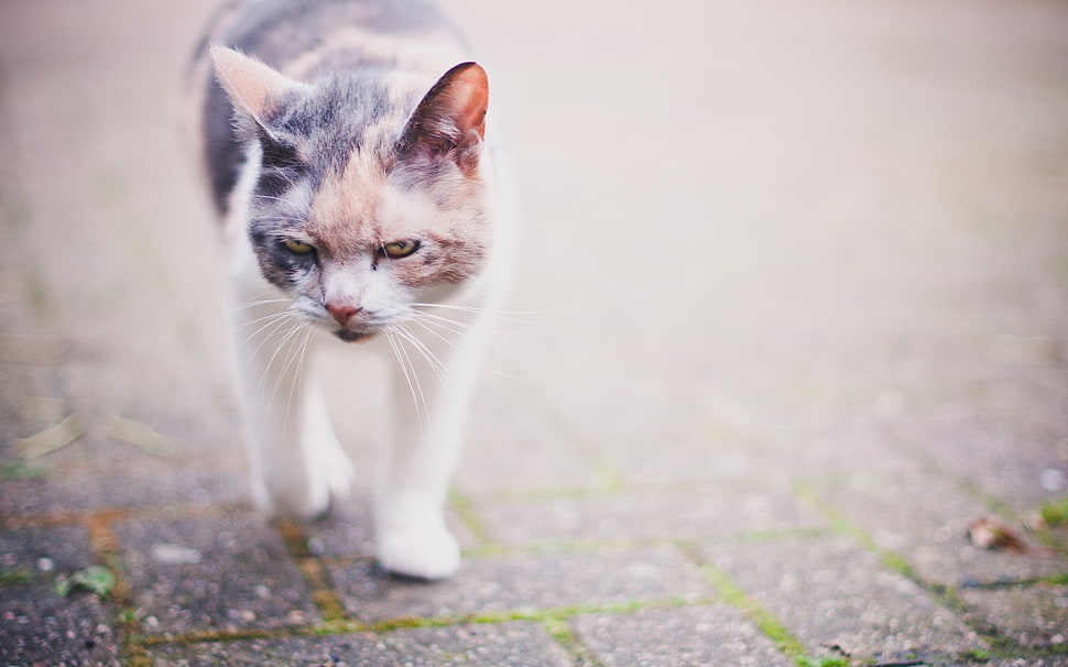 white and black cat on black concrete surface HD wallpaper