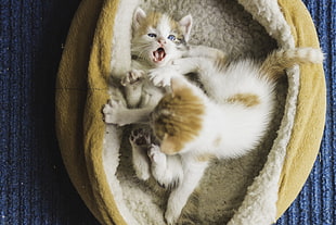 two white-and-brown kittens, kittens, cat, animals