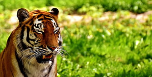 selective focus photography of reddish orange tiger HD wallpaper