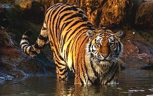 orange and black stripe tiger