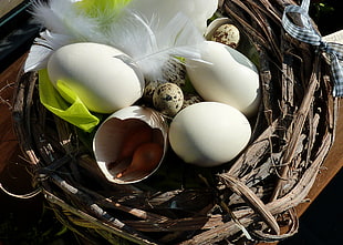 quail and white eggs