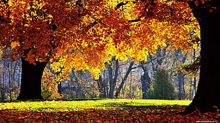 fall, trees, nature, yellow
