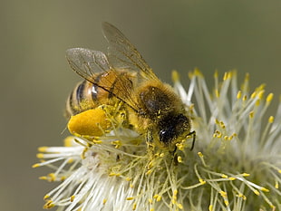 honeybee perched on flower HD wallpaper