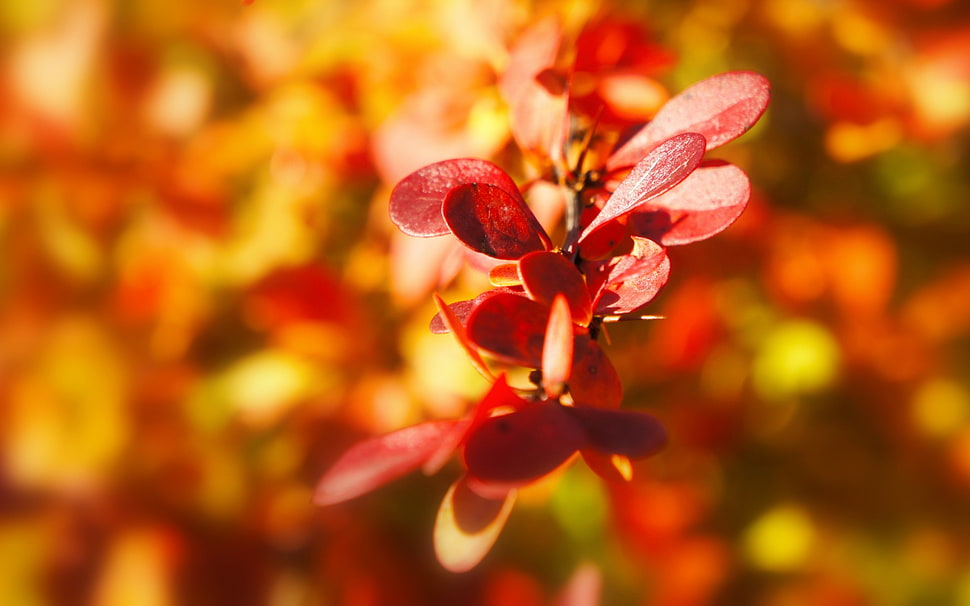 selective focus photography of red flower HD wallpaper