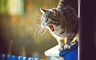brown tabby cat yawning HD wallpaper