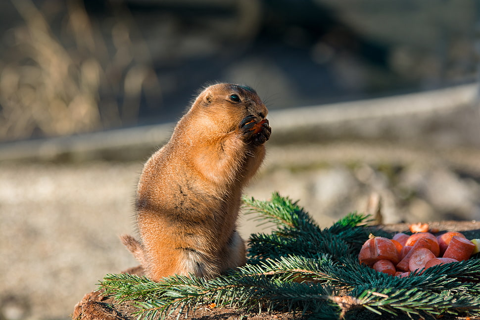 brown and black squirrel HD wallpaper