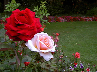 shallow focus photography of red and pink roses during day time