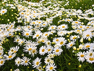 white daisy flowers HD wallpaper