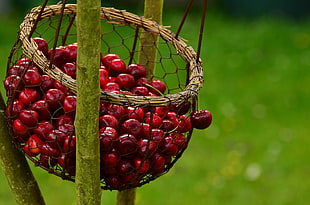 red cherries in brown basket during daytime