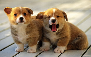 two brown-and-white short-coated puppies