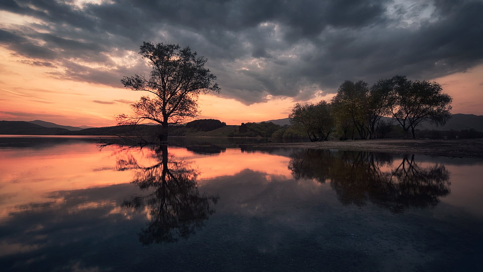 trees reflective photography, reflection HD wallpaper