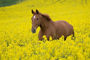 brown horse on yellow flowering field