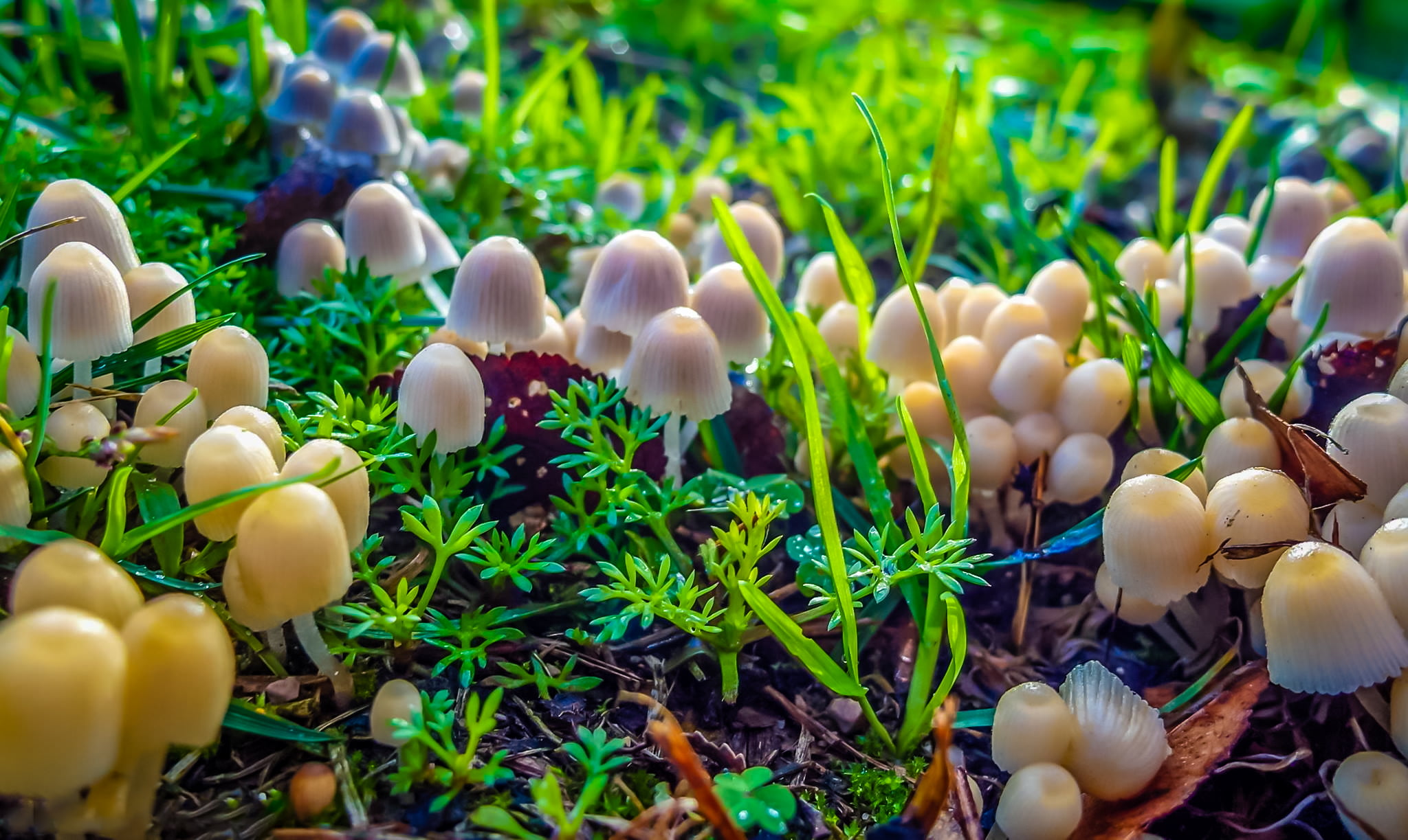 Название низших грибов. Низшие грибы. Фото грибов. Растения и грибы. Высшие грибы.