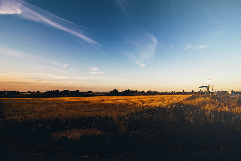 brown grassland, Sun, sunset, nature, field HD wallpaper
