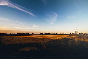 brown grassland, Sun, sunset, nature, field