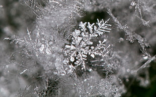 grayscale photo of snowflakes