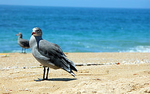 gray gull on beach line during daytime