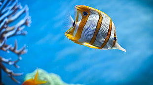 brown and white striped fish, fish, animals, sea, coral