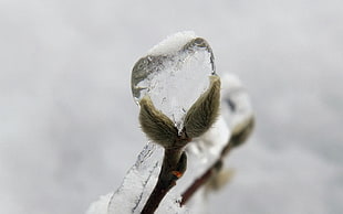closeup photo of green plant covered with ice