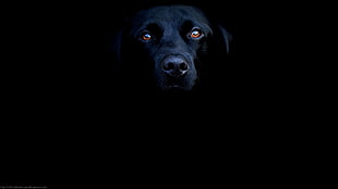 black dog in a dark room, animals, dog