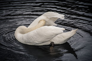 two white swan on body of water HD wallpaper