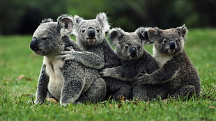 four gray koala bears, nature, koalas, animals, field HD wallpaper