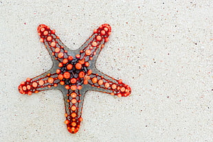 still life photography of red and gray star fish on white sand HD wallpaper