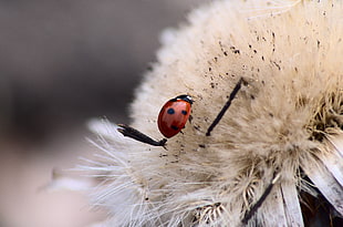 macro photography of ladybug