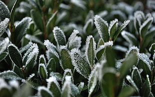 green leaves plants with snow