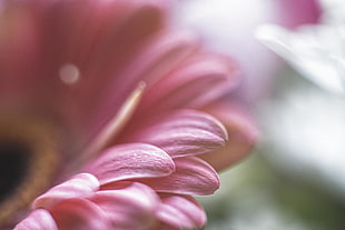 pink petaled flowers close up photo HD wallpaper