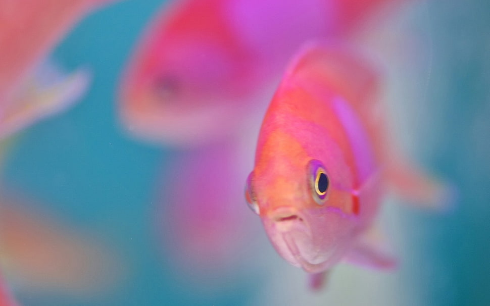 two pink fish HD wallpaper