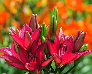 closeup photo of pink Lily flowers