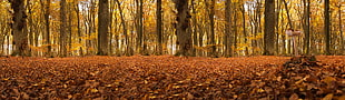 landscape photo of dried leaves at the woods HD wallpaper