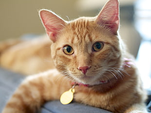 orange Tabby cat on gray textile