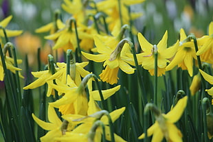 photo of yellow daffodils field