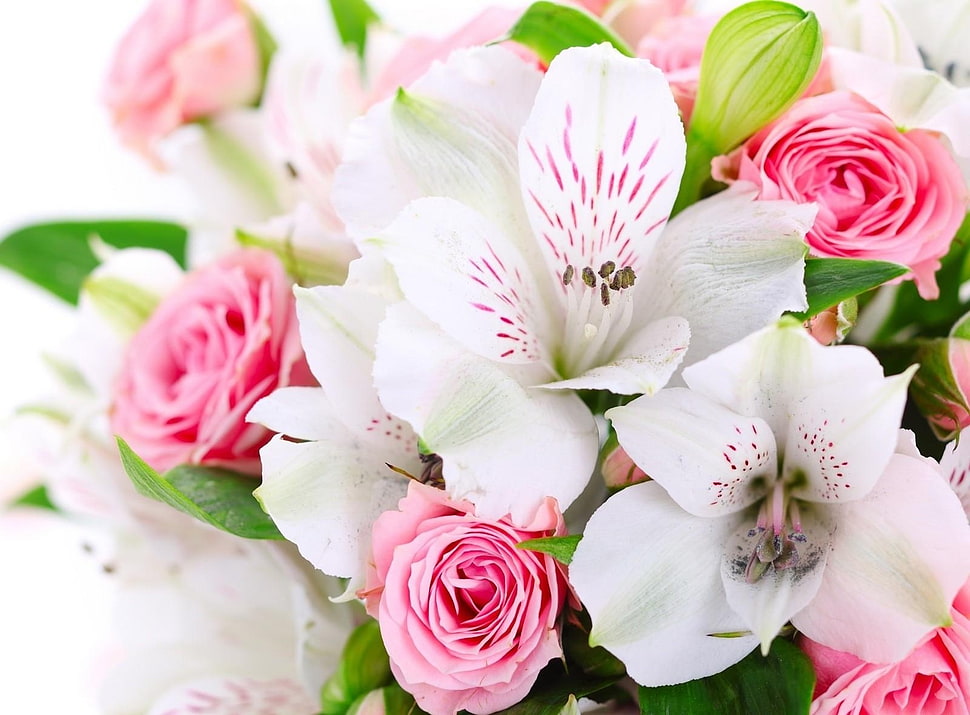 assorted pink and white petaled flowers HD wallpaper