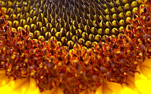 Sunflower,  Interior,  Plant,  Flower HD wallpaper
